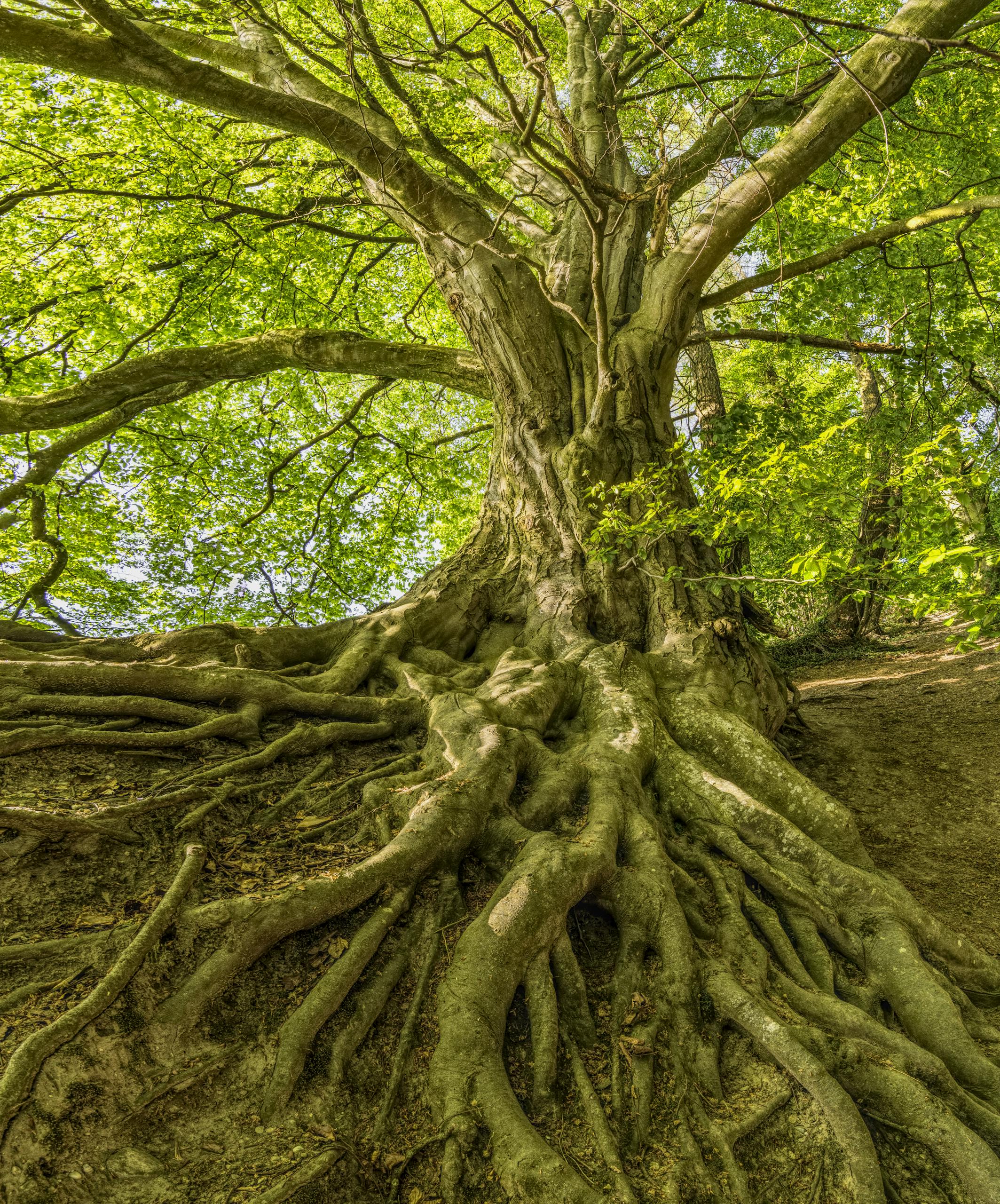 Tree with long, healthy roots and full canopy of leaves.